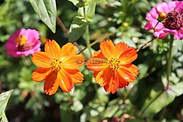 花,自然,植物區(qū)系