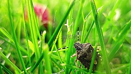 蝽,甲蟲，昆蟲,草