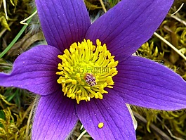 pasque 花,開花,花