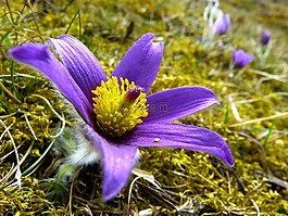 pasque 花,开花,花