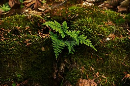 蕨類,苔,樹樁