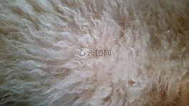 毛皮,狗,頭發(fā)