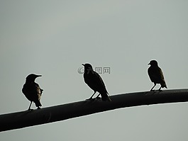早上,鳥(niǎo)類(lèi),日出