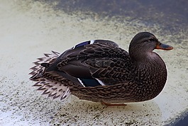 鴨,鳥,生活的本質(zhì)
