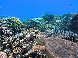 龜,海,水下