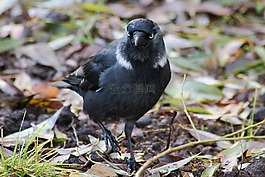 鳥,生活的本質(zhì),性質(zhì)