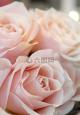 花,玫瑰,自然