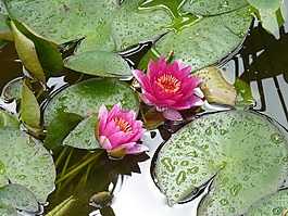 睡蓮,湖,湖玫瑰