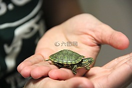 龜,寵物,可愛