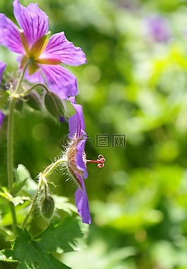 克內(nèi)斯比爾,開花,廠