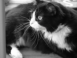 猫,燕尾服,毛茸茸的