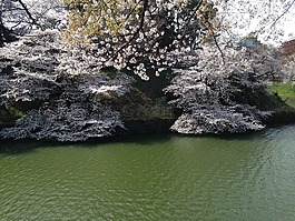 櫻桃,池塘,春天