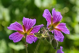 克內(nèi)斯比爾,開花,廠