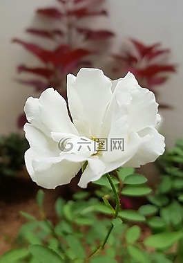白玫瑰,花,白