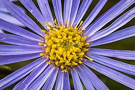 花,紫,开花