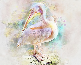 鵜,粉色,鳥(niǎo)