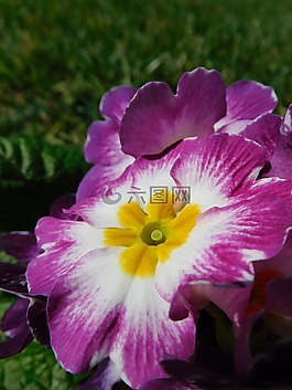 報春花,月見草,花