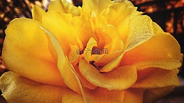 花,自然,花瓣