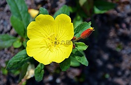 黃色,花,黃色花