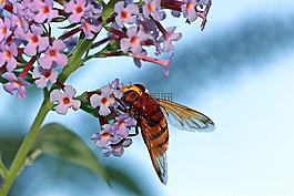 osa,昆虫,夏天
