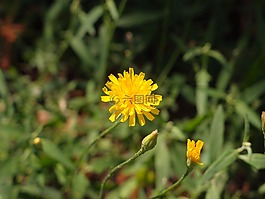 鮮花,草,花卉