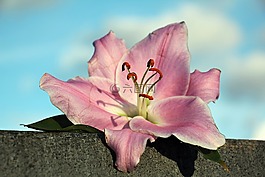 百合,花,开花
