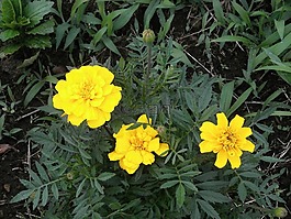 萬壽菊,黃色的花朵,夏天花