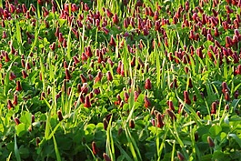 三葉草,紅色,有機(jī)