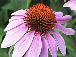 松果菊,花,粉红色