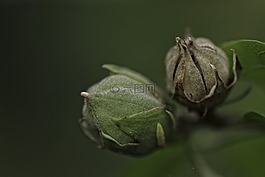 芽,種子,芙蓉花