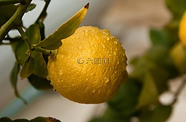 水果,檸檬,柑橘