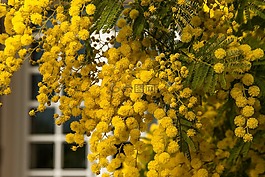 花,含羞草,春天