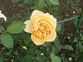 玫瑰,奶油色,玫瑰花園