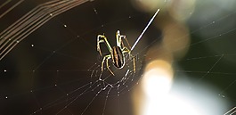 蜘蛛,節(jié)肢動物,昆蟲