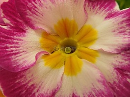 報春花,月見草,花