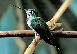 蜂鳥,鳥,坐
