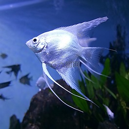 魚,水下,水族館