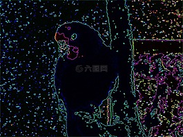 鹦鹉,热带,动物