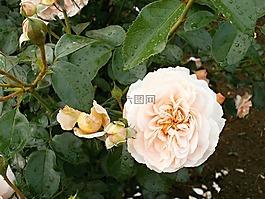 玫瑰,奶油色,玫瑰花園