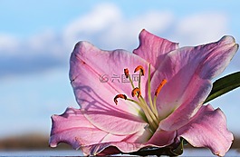 百合,花,開花