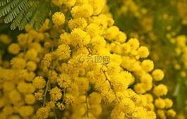 花,含羞草,春天