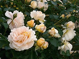 玫瑰,奶油色,玫瑰花園