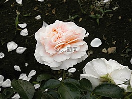 玫瑰,奶油色,花瓣