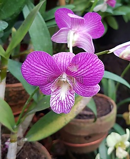 蘭花,異國情調(diào),植物區(qū)系