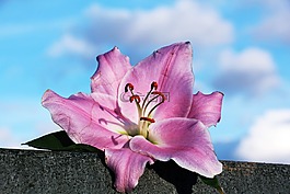 百合,花,开花