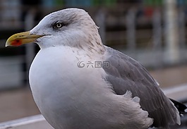 鳥,海鷗,動物