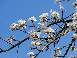 開花,梅花,白