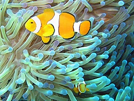小丑魚,anemonefish,熱帶