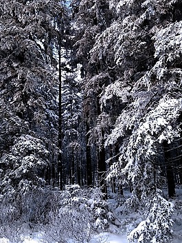 冬天,雪,性質(zhì)