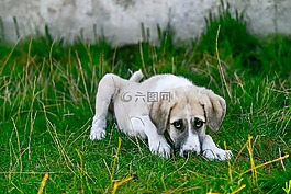 狗,流浪狗,嬰兒的動物